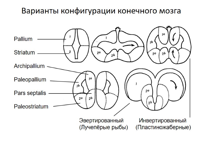 Варианты конфигурации конечного мозга Pallium  Striatum  Archipallium  Paleopallium  Pars septalis